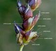  Spikelets
